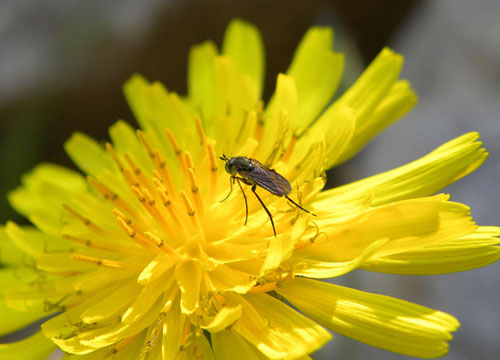Identificazione Ditteri